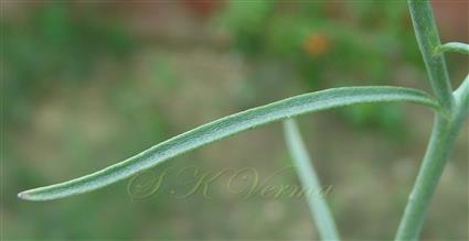 Leaf